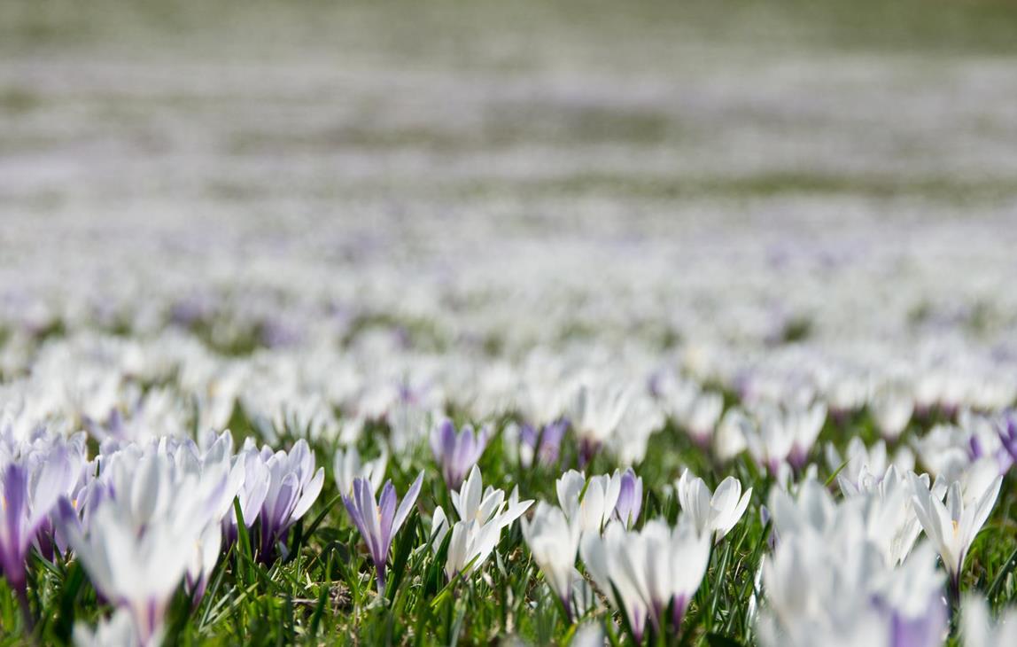 Crocus