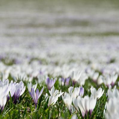 Crocus